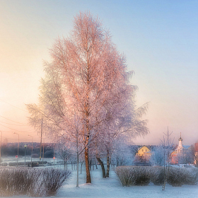 фотограф Юлия Кранина. Фотография "в лучах морозного заката"
