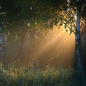 Тёплое утро мая | Фотограф Дмитрий Захаров | foto.by фото.бай
