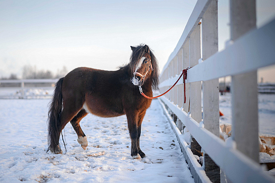 Фотограф Надежда Володько, фотография добавлена 04.03.2026