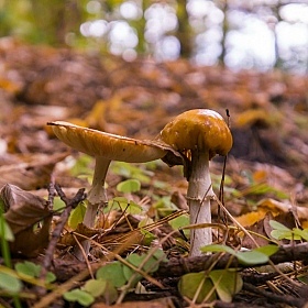 фотограф Pavel Bezliudny. Фотография "Осенние грибы"