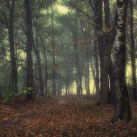 Лесной туман | Фотограф Сергей Шабуневич | foto.by фото.бай