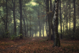 Лесной туман | Фотограф Сергей Шабуневич | foto.by фото.бай