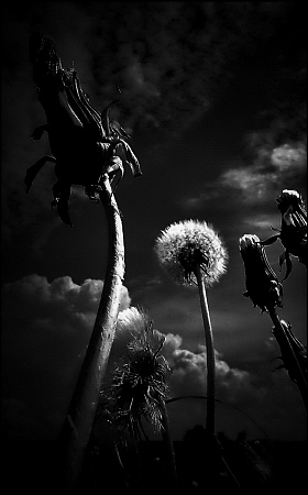 Одуванчики и небо | Фотограф Диана Буглак-Диковицкая | foto.by фото.бай