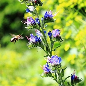 фотограф Nyusha Shi. Фотография "пчелка"