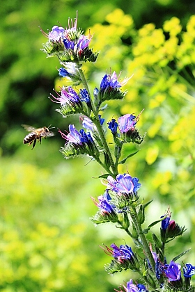 пчелка | Фотограф Nyusha Shi | foto.by фото.бай