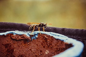 пчелка | Фотограф Ринат Фазик | foto.by фото.бай