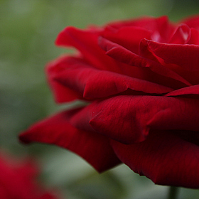 Красная роза | Фотограф Павел Гришкалис | foto.by фото.бай