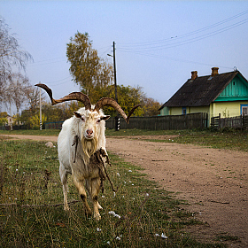Хозяин двора | Фотограф Елена Ерошевич | foto.by фото.бай