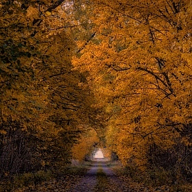 фотограф Юлия Войнич. Фотография "Старая дорога"