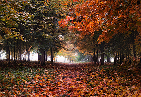 Рыжая осень | Фотограф Сергей Шабуневич | foto.by фото.бай