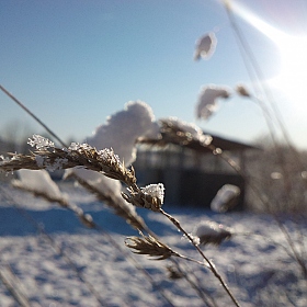 фотограф Елена Марат. Фотография "зимнее утро"