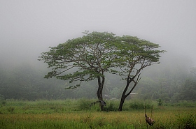 Туманное утро Шри-Ланки. | Фотограф Edward Berelet | foto.by фото.бай