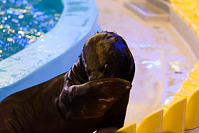 Работа фотографа Сергей Тарасов