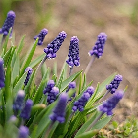 Весне -- быть! | Фотограф Наталья Лихтарович | foto.by фото.бай