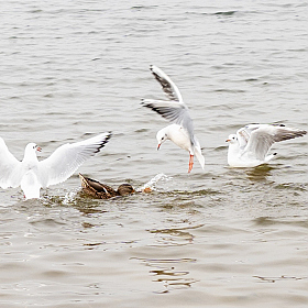 фотограф Елена Пасажицкая. Фотография "***"