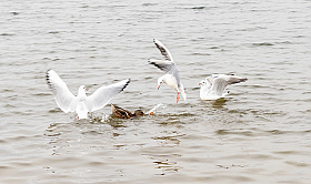 *** | Фотограф Елена Пасажицкая | foto.by фото.бай