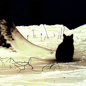 Черный кот | Фотограф Антон Аникович | foto.by фото.бай