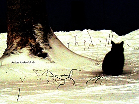 Черный кот | Фотограф Антон Аникович | foto.by фото.бай