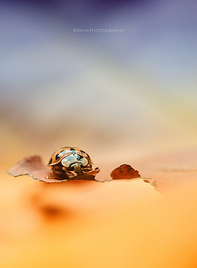 Краски осени | Фотограф Дмитрий Гусалов | foto.by фото.бай