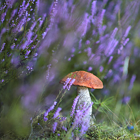 Вересковое | Фотограф Ирина Горюкина | foto.by фото.бай