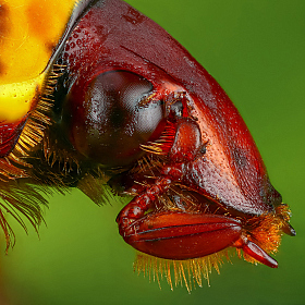 Pachnoda trimaculata | Фотограф Андрей Шаповалов | foto.by фото.бай
