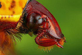 Pachnoda trimaculata | Фотограф Андрей Шаповалов | foto.by фото.бай