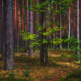 Про дуб в лесу | Фотограф Сергей Шабуневич | foto.by фото.бай