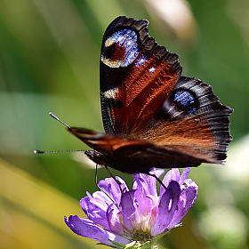 Butterfly.. | Фотограф Ihar Karneichuk | foto.by фото.бай