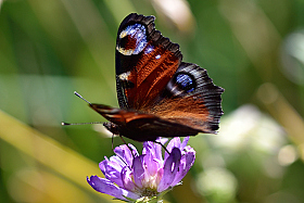 Butterfly.. | Фотограф Ihar Karneichuk | foto.by фото.бай