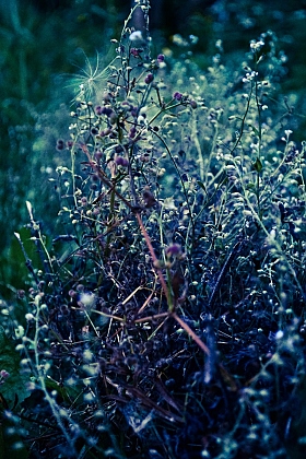 ведьмин цветок | Фотограф Алина Круликовская | foto.by фото.бай