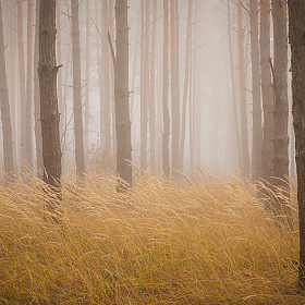 фотограф Дмитрий Захаров. Фотография "Атмосфера туманного леса"