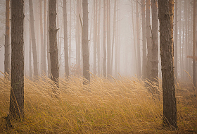 Атмосфера туманного леса | Фотограф Дмитрий Захаров | foto.by фото.бай
