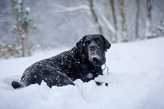 Фотограф Оксана Жура, фотография добавлена 28.01.2018