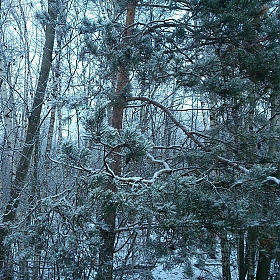 Зимний пейзаж. | Фотограф Александр Масленников | foto.by фото.бай