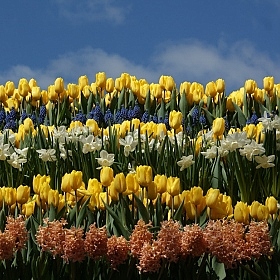 Парад цветов в Голландии | Фотограф Carina Savchuk | foto.by фото.бай