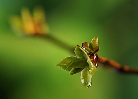 Весна | Фотограф Лариса Пашкевич | foto.by фото.бай