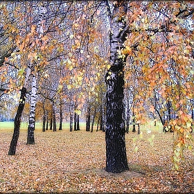 фотограф Михаил Цегалко. Фотография "Осень"