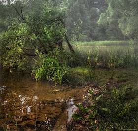 Безсюжетный лесной этюд | Фотограф Сергей Шабуневич | foto.by фото.бай
