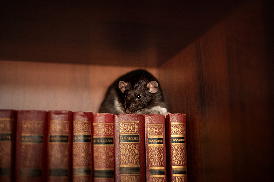 Александра Гиль - фотограф в городе Минск, фотография добавлена 17.05.2022