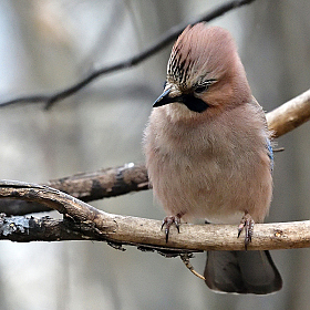 Jay.. | Фотограф Ihar Karneichuk | foto.by фото.бай