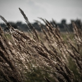 фотограф Вадзім Манько. Фотография "Прывідныя травы"