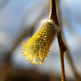 фотограф Андрей Шаповалов. Фотография "весна"
