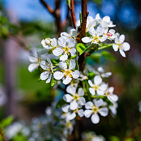 фотограф Дмитрий Тимофеев. Фотография "Pyrus communis"