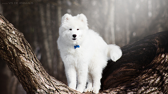 Тина Данина - фотограф в городе Минск, фотография добавлена 19.04.2018