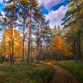 Про осень в лесу | Фотограф Сергей Шабуневич | foto.by фото.бай