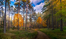 Про осень в лесу | Фотограф Сергей Шабуневич | foto.by фото.бай