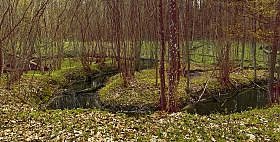 Лесная речушка | Фотограф Alexej Dneprov | foto.by фото.бай