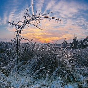 фотограф Артур Язубец. Фотография "Ледяной кактус"