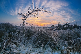 Ледяной кактус | Фотограф Артур Язубец | foto.by фото.бай