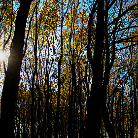 Кленовый лес | Фотограф Алёна Киркевич | foto.by фото.бай